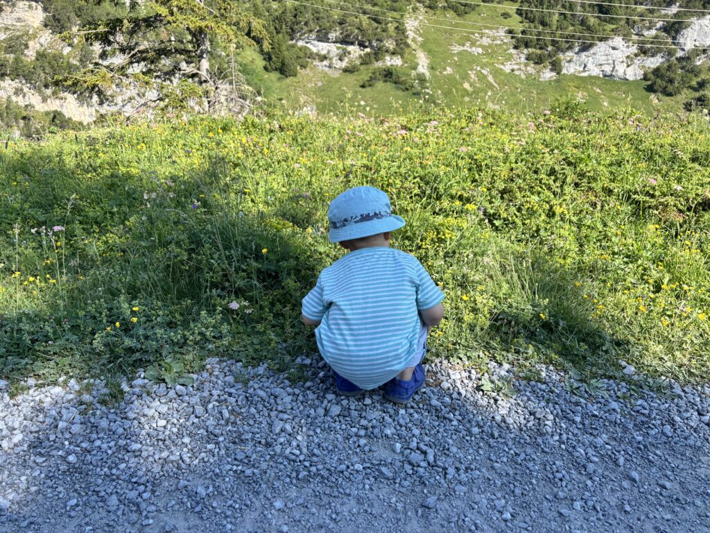 Toddler looking at flowers on an alpine meadow