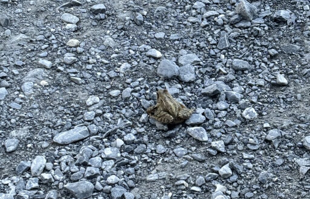Toads on alpine hiking trails Sunnbuel
