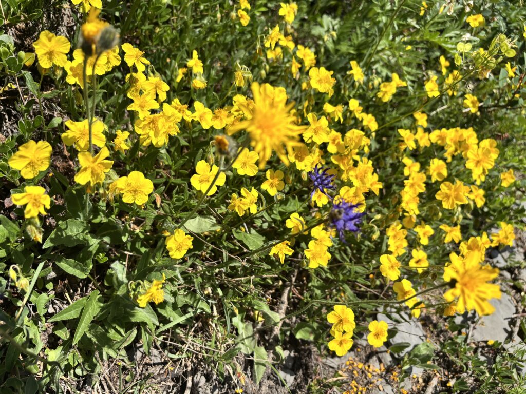 Alpine flower meadows on Sunnbuel near Kandersteg